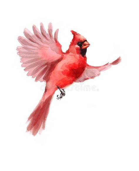 Northern Cardinal Bird Flying Watercolor Winter Illustration Hand Drawn royalty free illustration Cardinal Flying, Cardinal Birds Art, Cardinal Watercolor, Red Bird Tattoos, Cardinal Tattoos, Cardinal Painting, Dad Tattoo, Bird Flying, Northern Cardinal