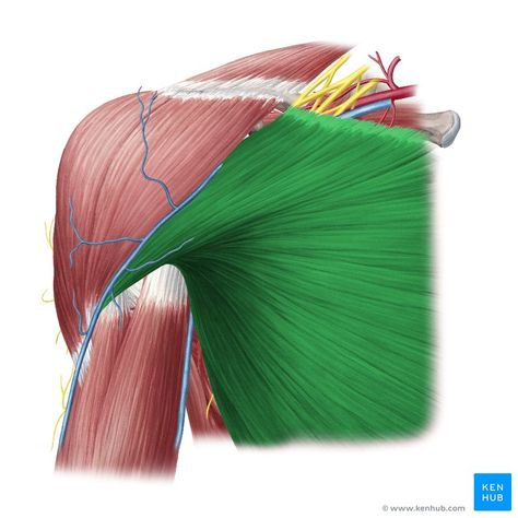 This article describes the anatomy and functions of the pectoralis major muscle, together with clinical points. Learn this topic now at Kenhub! Serratus Anterior Muscle, Pectoralis Major, Serratus Anterior, Dumbbell Exercises, Pectoral Muscles, Human Body Anatomy, Medical School Studying, Muscle Anatomy, Foot Reflexology