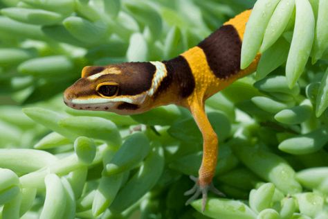 Check out our list of the 15 best leopard gecko terrarium plants with pictures to help you give your pet the best home possible. [DETAILS] Gecko Terrarium, String Of Pearls Plant, Peperomia Plant, Reptile Enclosure, Leopard Gecko, Jade Plants, Terrarium Plants, Hardy Plants, Tropical Rainforest