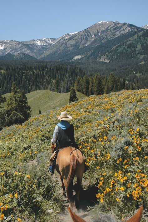 Riding in wilderness areas means wildlife encounters cannot be ruled out 🦌 Spotting wildlife like this can make trail riding even more special, provided your horse can handle it and you’re knowledgeable about wildlife safety. We know this can be intimidating, so find out how you and your horse should handle run-ins with certain animals 👇️ #horseillustrated #trailriding #ridingsafety #wildlifesafety Horseback Riding Aesthetic, Kinds Of Snakes, Horseback Riding Trails, Horse Trail, All About Horses, Mountain Lion, Horse Life, Trail Riding, Large Cats