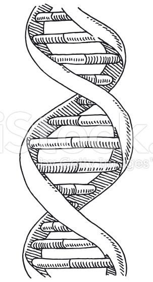 Dna Drawing, Double Helix, Idea Design, Helix, Stock Illustration, Google Search, Drawings, Design