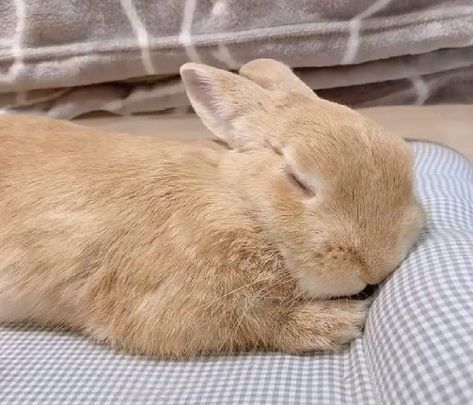 Ezreal League Of Legends, Funny Bunny Videos, Sleeping Bunny, Pet Bunny Rabbits, Cute Bunny Pictures, Bunny Mom, Bunny Pictures, Pet Bunny