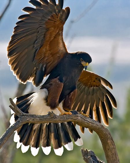 Harris's Hawk Harpy Eagle Flying, Giant Hawk Fantasy Art, Holyhead Harpies, African Harrier Hawk, Hawk Photos, Harris Hawk, Hawk Bird, Raptors Bird, Eagle Pictures