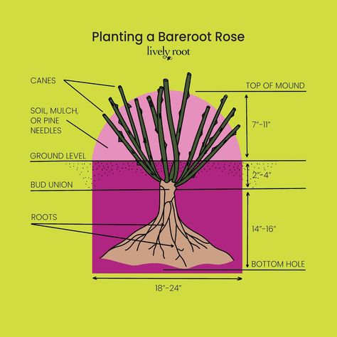 Bare Root Roses 101: Planting & Care | Lively Root Bare Root Roses, Black Spot On Roses, Old English Roses, Rooting Roses, Soil Texture, Rose Recipes, Fragrant Roses, Japanese Beetles, Beautiful Crafts