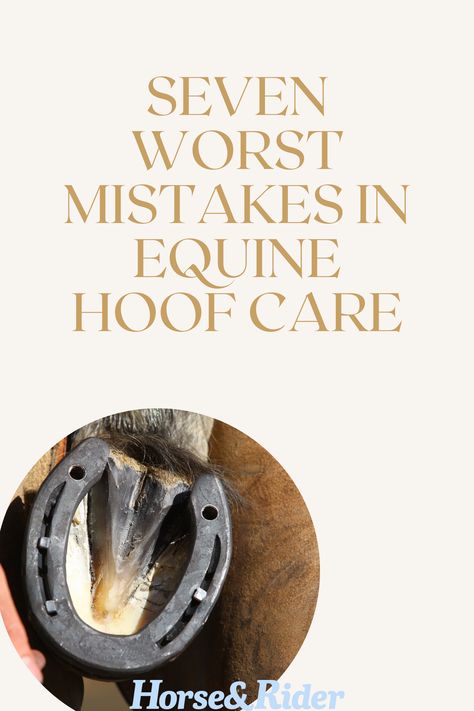 Equine Veterinarian, Hoof Care, Horse Feed, Horse Grooming, Horse Health, Horse Life, For A Reason, Horse Rider, Veterinarian