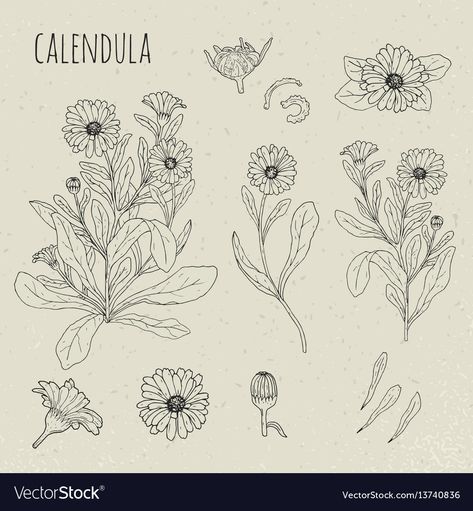 Calendula Tattoo, Flor Tattoo, Calendula Flower, Birth Flower Tattoos, Flowers Petals, Hand Drawn Flowers, Drawing Set, Botanical Drawings, Plant Illustration