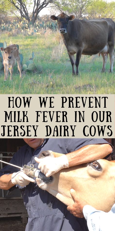 How To Milk A Cow, Jersey Milk Cow, Miniature Jersey Cow, Livestock Homestead, Cow Farm Ideas, Homestead Compound, Milking Room, Milk Parlor, Raising Cows