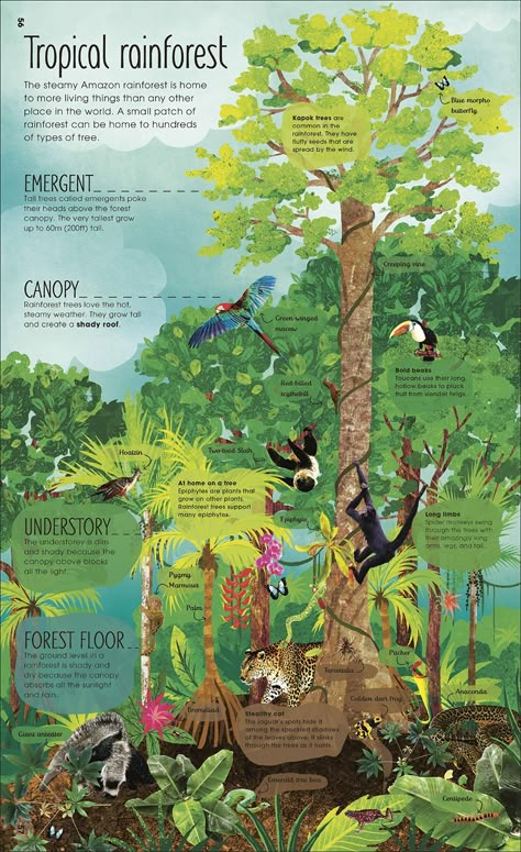 RHS The Magic and Mystery of Trees: Amazon.co.uk: Royal Horticultural Society (DK Rights) (DK IPL), Green, Jen, McElfatrick, Claire: Books Rainforest Project, Forest Resources, About Trees, Magic And Mystery, Amazon Forest, Forest And Wildlife, Infographic Poster, Natural Science, Amazon Rainforest