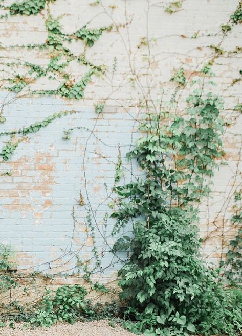 Vine Covered Wall, Vines On Brick Wall, Creeping Vines, Old Brick Wall, Break Wall, Vine Wall, White Brick, Old Wall, Exterior Wood