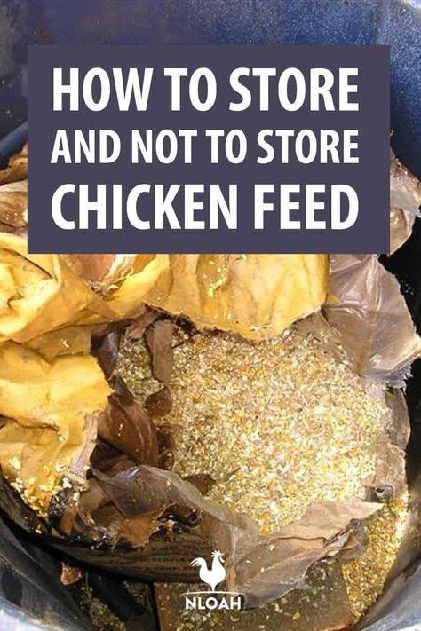 Chicken Food Storage, Chicken Feed Storage, Organic Chicken Feed Recipe, Aesthetic Chicken Coop, Chicken Feed Recipe, Chicken Feed Diy, What Can Chickens Eat, Organic Chicken Feed, Chicken Supplies