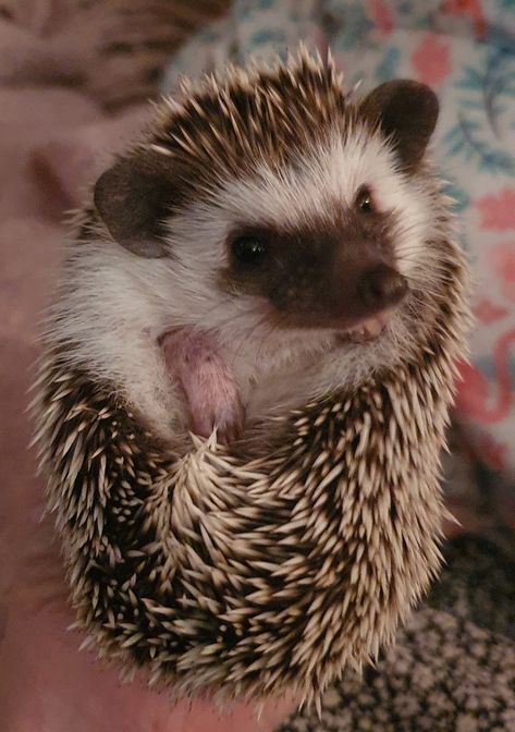 African pygmy hedgehog African Pygmy Hedgehog, African Hedgehog, Kawaii Hedgehog, Hedge Hog, Pygmy Hedgehog, Hedgehog Pet, Cute Hedgehog, Cute Wild Animals, Girls Cartoon Art