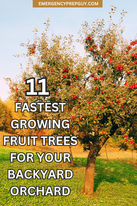 A lush apple tree laden with fruit in a backyard orchard, illustrating prepper garden ideas focused on gardening for self-sufficiency. Fruit Trees For Small Gardens, Low Maintenance Fruit Trees, Small Fruit Tree Orchard, Mini Backyard Orchard, Fruit Tree Backyard Landscape, Easy Fruit Trees To Grow, Orchard Landscape Design, Starting An Orchard, Backyard Fruit Trees Layout