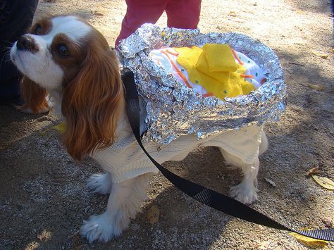 6 Last-Minute Dog Halloween Costume Ideas - Petful Diy Halloween Costumes For Dogs, Last Minute Diy Halloween Costumes, Dog Costumes For Halloween, Rainbow Halloween Costume, Halloween Diy Outfit, Halloween Costumes For Dogs, Best Dog Costumes, Costumes For Dogs