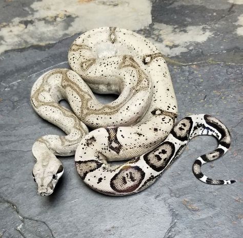 White Cobra Snake, Big Pet Snake, Milk Snake Morphs, Rare Ball Python Morphs, Piebald Snake, Snake Reference Photo, Snake Pic, Snake With Wings, Unique Snakes