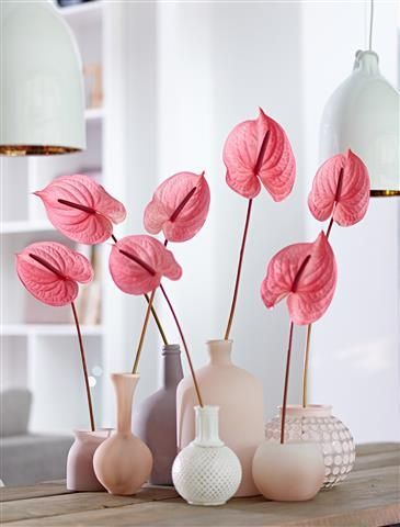 Simple and easy way to put a little colour into your house ©Anthura #anthurium #cutflower #candy #pink Anthurium Plant, Anthurium Flower, Autumn Trends, Spring Forward, Garden Design Ideas, Floral Drawing, Sweet 15, Deco Floral, Candy Pink