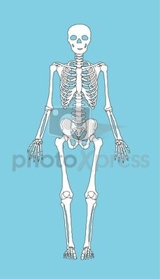 How to Create a Human Skeleton Out of Cardboard Human Body Crafts, Human Skeleton Model, Skeleton Craft, Human Skeletal System, Cc Cycle 3, Skeleton Model, Body Craft, Physical Therapy Exercises, Science Crafts