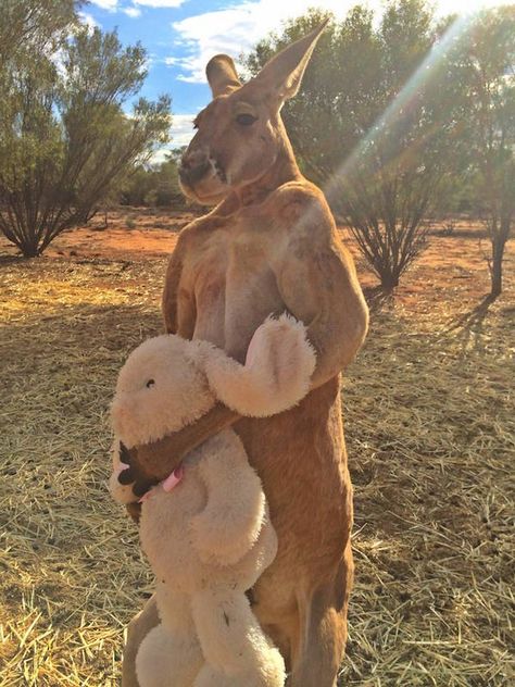 Massive Muscles ... Kangaroo Jack, Jungkook Meme, Red Kangaroo, Australia Kangaroo, Funny Photoshop, Animal Tattoos, Funny Animal Pictures, 귀여운 동물, Nature Wallpaper