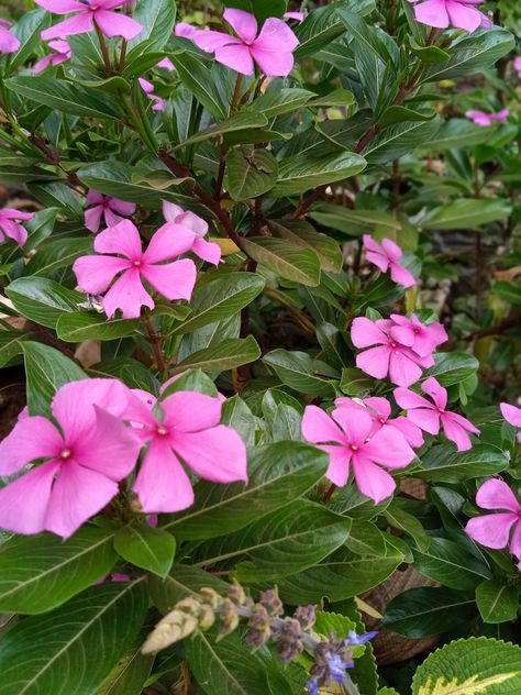 Graceful Pink Flowers with Lush Green Leaves😍 Android Hacks, Pink Room, Green Baby, Lush Green, Room Inspo, Green Leaves, Baby Pink, Pink Flowers, Lush