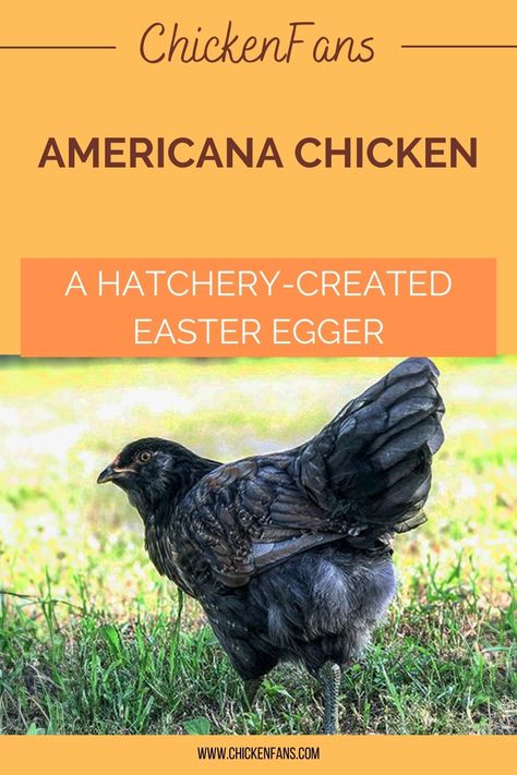 Americana Chickens Hens, Americana Chickens Eggs, Americauna Chickens, Americana Chickens, Ameraucana Chicken, Easter Egger Chicken, Easter Eggers, Chicken Farming, Backyard Chicken Farming