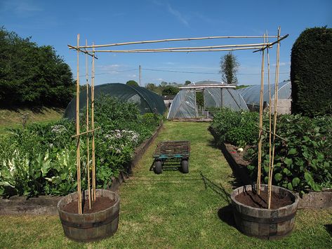 Sweet Pea Wedding Flowers, Homemade Trellis, Pea Trellis, I Am Growing, Flower Trellis, Arch Trellis, Sweet Pea Flowers, Front Garden Design, Diy Trellis