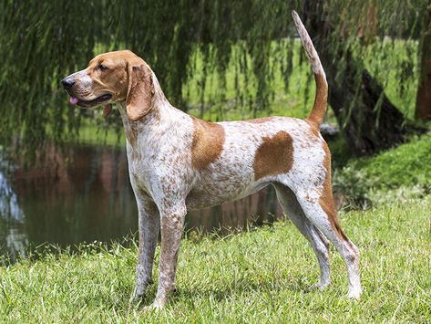 American Coonhound, Red Tick Coonhound, Foxhound Dog, English Coonhound, Every Dog Breed, All Breeds Of Dogs, Hybrid Dogs, American English, The Fox And The Hound