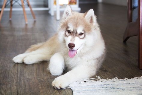 Own a Husky? You lucky duck! Check out these epic dog toys to amuse your Husky and keep him engaged (and distracted away from your pillows)! Puppy Husky, Newborn Puppy, Husky Puppies For Sale, Pictures Of Puppies, Training Puppies, House Training Puppies, Crate Training Puppy, Yorkie Puppy For Sale, Puppy Crate