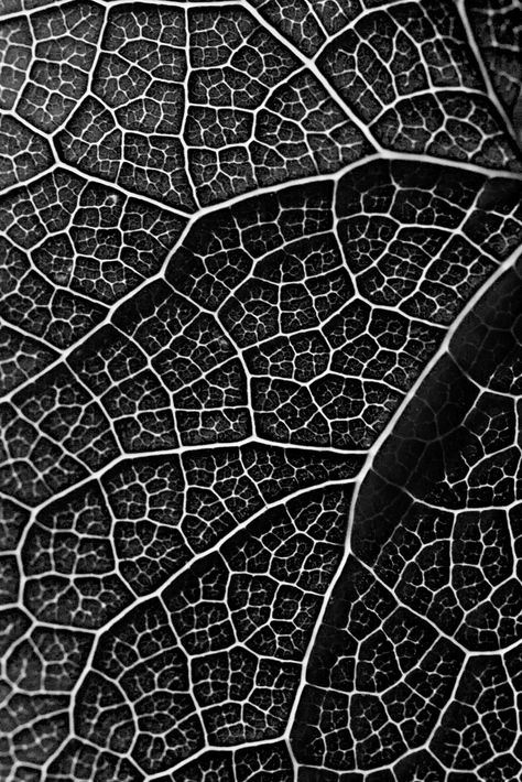 https://flic.kr/p/8d5Csh | Leaf pattern - b&w | I couldn't resist to take this... View On White Foto Macro, Visuell Identitet, Leaf Vector, Pattern Photography, Natural Structures, Elements And Principles, Texture Inspiration, Texture Photography, Abstract Photography