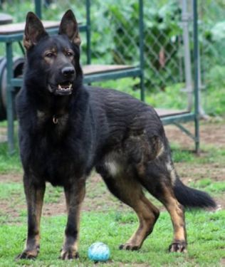 Czech GSD -- I usually like the DDR kind better, but l love this dog Ddr German Shepherd, Blue German Shepherd, Sable German Shepherd, Black German Shepherd Dog, German Sheperd Dogs, Dog German, Black German Shepherd, Pug Puppies, Shepherd Dogs