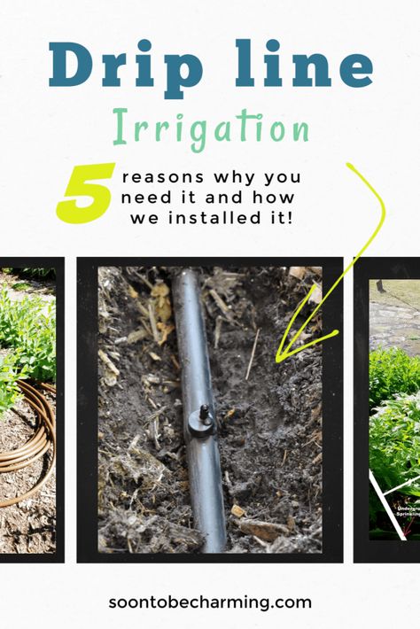 5 Reasons To Install Drip line Irrigation - Soon To Be Charming Drip Line Irrigation Diy, Drip Lines For Garden, Dripline Irrigation, Drip Line Irrigation, Homestead Garden Layout, Irrigation System Diy, Irrigation Diy, Homesteading Diy Projects, Drip Irrigation Diy