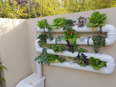 Hydroponic Wall, Vertical Hydroponics, Hydroponic Herb Garden, Hydroponic Gardening System, Hydroponic Grow Systems, Hydroponic Garden, Hydroponics Diy, Vertical Vegetable Garden, Aquaponic Gardening