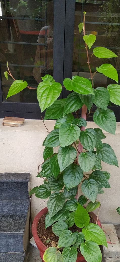 Betel Leaf, Betel Nut, Jasmine Plant, Fairy Homes, Plant Growing, Leaf Plant, Growing Plants Indoors, Foliage Plants, Be Aware