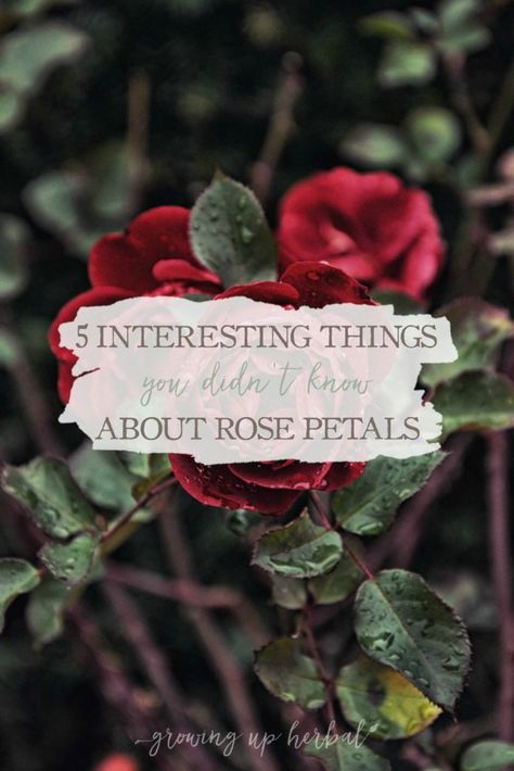 5 Interesting Things You Didn’t Know About Rose Petals | Growing Up Herbal | Do you know these 5 interesting things about rose petals? Plus, some ways to use them in herbal remedies as well! Pineapple Health Benefits, About Rose, Herbal Recipes, Natural Drinks, Cold Home Remedies, Natural Health Remedies, Natural Home Remedies, Medicinal Plants, Herbal Medicine