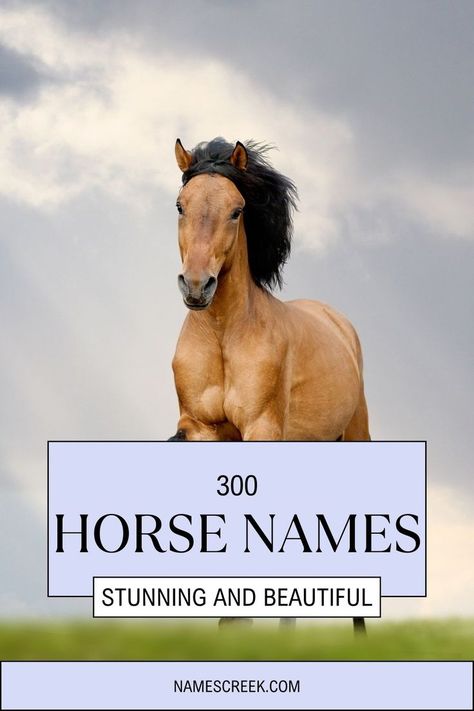 300 Stunning and Beautiful Horse Names Horse Names List, Cute Horse Names, Mythology Names, Beautiful Name, Names List, Creative Names, Horse Names, Beautiful Horse, Name List