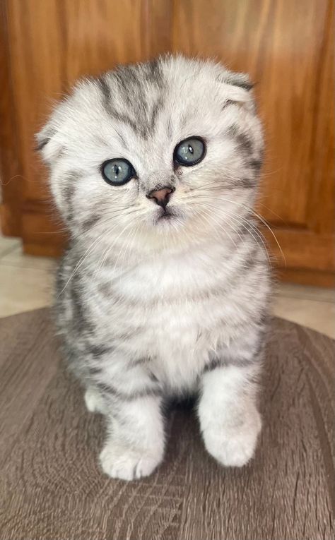 Brown Scottish Fold, Kitten Checklist, Scottish Fold Kitten, Silver Bengal, Kitten Treats, Kitten House, Scottish Fold Kittens, Scottish Fold Cat, Kitten Names