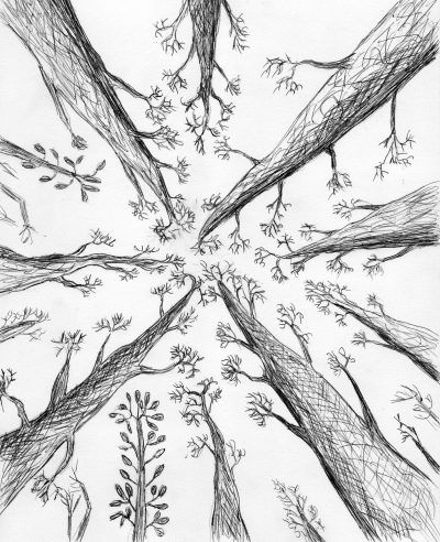 Photography has changed the way we see things in a lot of other artistic pursuits, such as this realistic rendering of the overhead forest canopy. Tree Canopy Drawing, Overhead Perspective Reference, Looking Up At Trees, Tree Perspective, Nature Sketches Pencil, Overhead Photography, Inktober Prompts, Landscape Drawing Easy, Trees Drawing