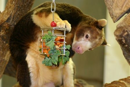 Tree kangaroo enrichment Zoo Enrichment, Tree Kangaroo, Animal Enrichment, Zoo Ideas, Diy Pet Toys, Fruit Kabobs, Zoo Animal, Reptiles Pet, Zoology