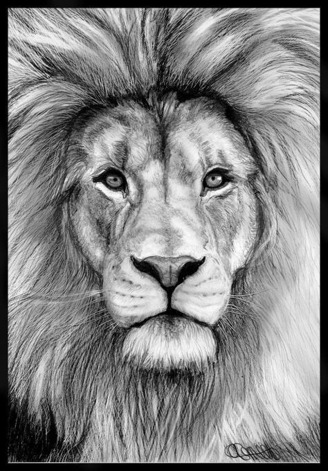 All sketches are real pencil drawing on sketch paper! (Not just a digitally edited from photo) 100% Hand Drawn using graphite pencils. It can be perfect as a gift for special days like Valentine's Day, Thanksgiving Day or Christmas. . . . . . Tags: #Pencil #Drawing #Painting #Art #Sketching #Characters Lion Head Drawing, Face Pencil Drawing, Lion Face Drawing, Realistic Animal Drawings, Lion Sketch, Pencil Drawings Of Animals, Lion Drawing, Drawing Eye, 강아지 그림