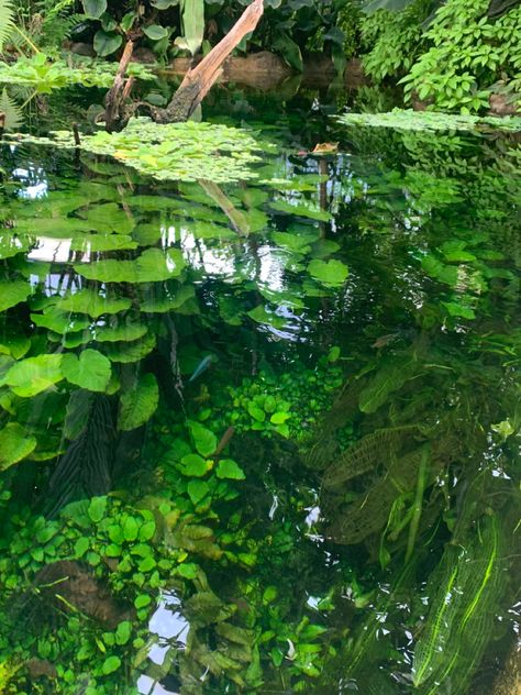 Fish Tank Aesthetic, Pond Aesthetic, Clear Pond, Underwater Garden, Underwater Plants, Landscape Background, Pretty Landscapes, 수채화 그림, Nature Plants