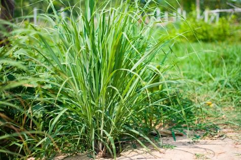 How to Grow and Care for a Lemongrass Plant Plants That Repel Flies, Grow Lemongrass, Lemongrass Plant, Entertaining Dinner, Fly Repellant, Container Gardening Flowers, Fragrant Plant, Backyard Inspo, Growing Seeds