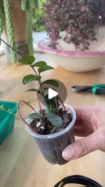 The Mad Plantist on Instagram: "This wee hoya Mathilde needs more support. Florist wire is so easy and while they are small and flexible, it’s a perfect (quick and cheap) solution. I also stretch the wire as it grows too and easy to bend to wind the stem around. No clips required.   I love an organic curly shape. Mine comes off a round roll so lends itself to this easily but I also use something to curl it around if I want more uniformity.   Let me know if you do this or give it a go!   If you’re in NZ, I buy the florist wire from Spotlight." Hoya Mathilde, I Want More, The Wire, Indoor Plants, Bend, Florist, I Want, Let Me, Let It Be