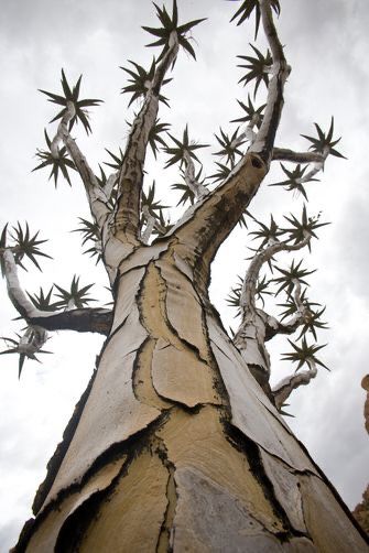 Quiver Tree, Weird Trees, Magical Tree, Old Trees, Natural Art, Unique Trees, Desert Landscape, Unique Plants, Tree Hugger