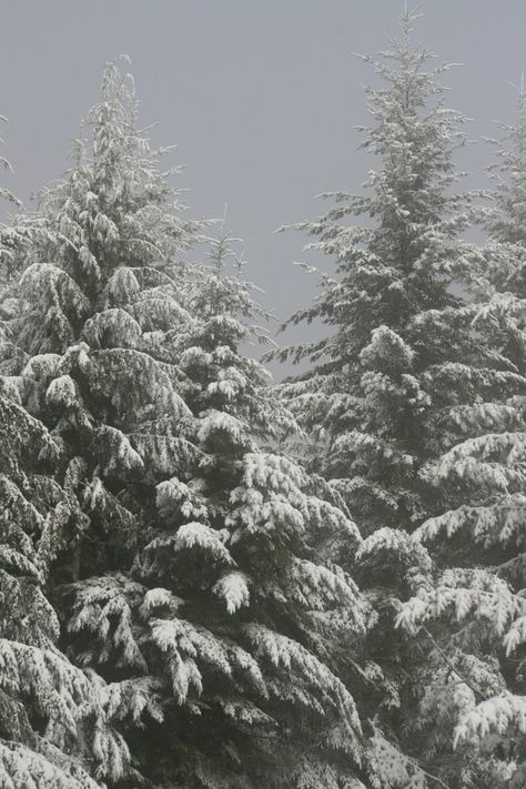 Last winter's snow, laced white over the forest. The second thumbnail is an example of this print matted and framed. Printed with either your choice of glossy or matte finish. This photograph will be wrapped in a protective envelope with a backboard after being signed and titled on the back. I will process your order within 72 hours. Your photo will be printed by a third party developing service, then inspected and shipped to you. Please allow up to two weeks for delivery. Best Wishes, ~Gloria Christmas Tree In The Snow, Coos Bay, Winter Schnee, Winter Inspo, Winter 23, Winter Photos, Christmas Feeling, Winter Love, Winter Vibes