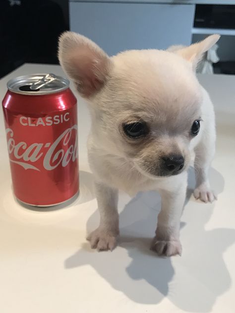 Cute Chihuahua Puppies, Tea Cup Chihuahua, Teacup Chihuahua For Sale, Chihuahua For Sale, Chihuahua Breeds, Teacup Chihuahua Puppies, Chihuahua Puppy, Teacup Chihuahua, Dream Dog