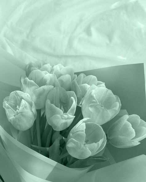 Aesthetic Mint Green, Cute Backgrounds Aesthetic, Aesthetic Mint, Green Tulips, Cute Wallpapers Aesthetic, Turquoise Aesthetic, Green Inspo, Mint Aesthetic, Mint Green Aesthetic