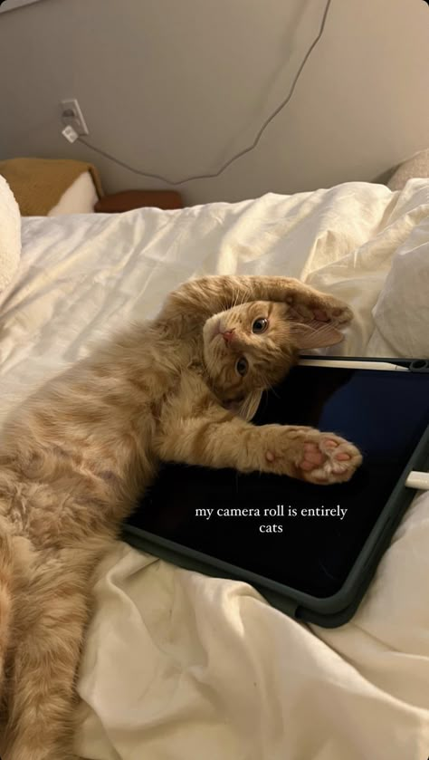 Kitten Instagram Story, Cat Ig Story, Cat Captions Instagram, Cat Story Instagram, Cat Instagram Captions, Cat Instagram Story, Dog Captions For Insta, Funny Cat Captions, Dog Instagram Captions