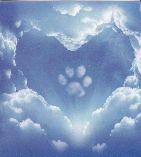 ~♡~ Dog Heaven Quotes, Miss My Dog, Puppy Biting, Dog Heaven, Pet Remembrance, 강아지 그림, Dog Memorial, Losing A Pet, Paw Prints