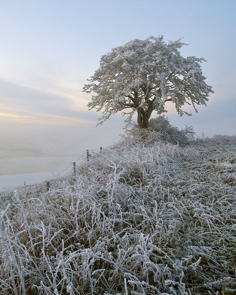 Landscape Winter, Frosty Morning, Lone Tree, Winter Morning, Winter Frost, Photography Landscape, Winter Beauty, Winter Trees, Winter Wonder