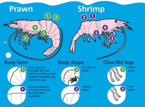 Freshwater Shrimp and Prawn Aquaponics - HowtoAquaponic Prawn Farming, Freshwater Shrimp, Shrimp Farming, Aquaponics Greenhouse, Backyard Aquaponics, Aquaponics Fish, Aquaponics Diy, Aquaponic Gardening, Prawn Shrimp