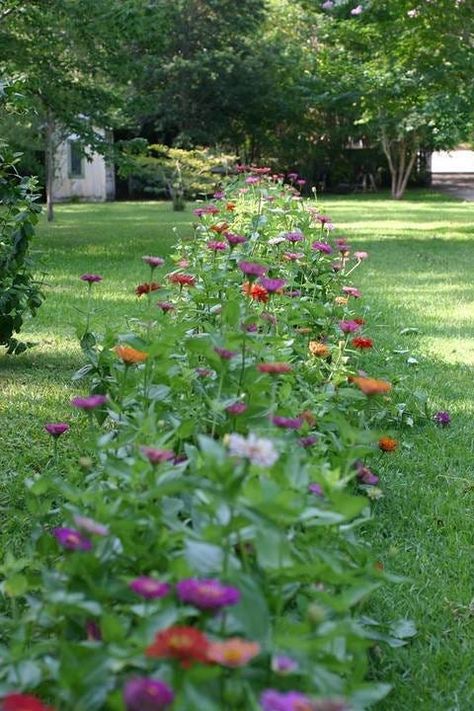 Get This Look: Plant A Wildflower Lawn & Transform Your Yard To A Pollinator Paradise | American Meadows Cut Flower Garden Layout, Flower Garden Layout, Zinnia Garden, American Meadows, Wild Flower Meadow, Garden Idea, Cut Flower Garden, Decoration Garden, Wildflower Garden