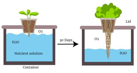 Deep Water Culture (DWC) - The Definitive Guide | Green and Vibrant Kratky Hydroponics, Kratky Method, Hydroponic Gardening Diy, Indoor Hydroponic Gardening, Aquaponics Diy, Hydroponic Garden, Hydroponic Farming, Hydroponics Diy, Lettuce Seeds